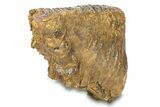 Fossil Woolly Mammoth Upper Molar - Siberia #292766-4